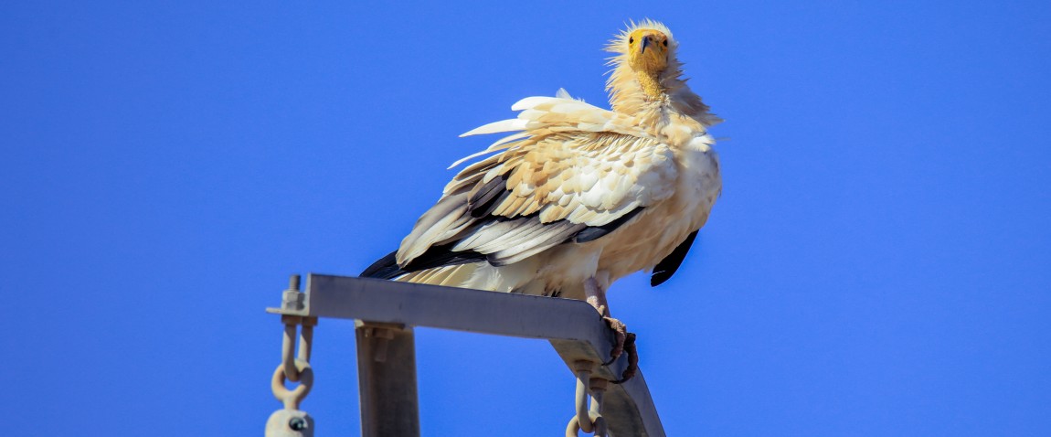 sitting wild yellow headed vulture