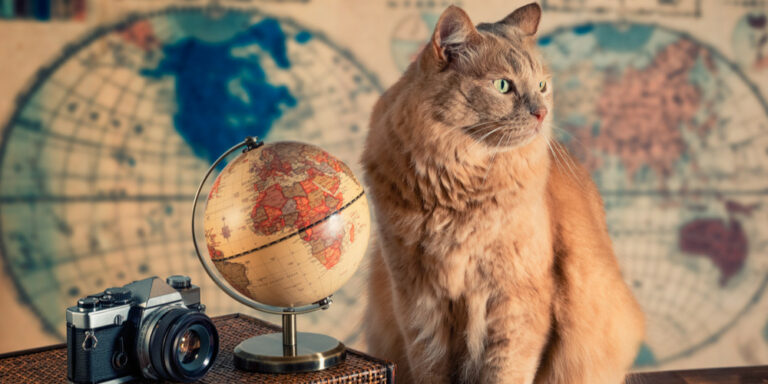 How to travel internationally with a cat?
