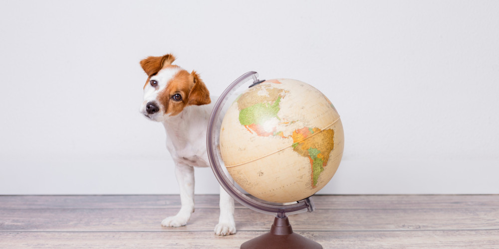 How To Travel With Pets: Ultimate Guide?