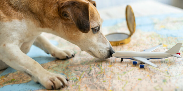 How to travel internationally with a dog?