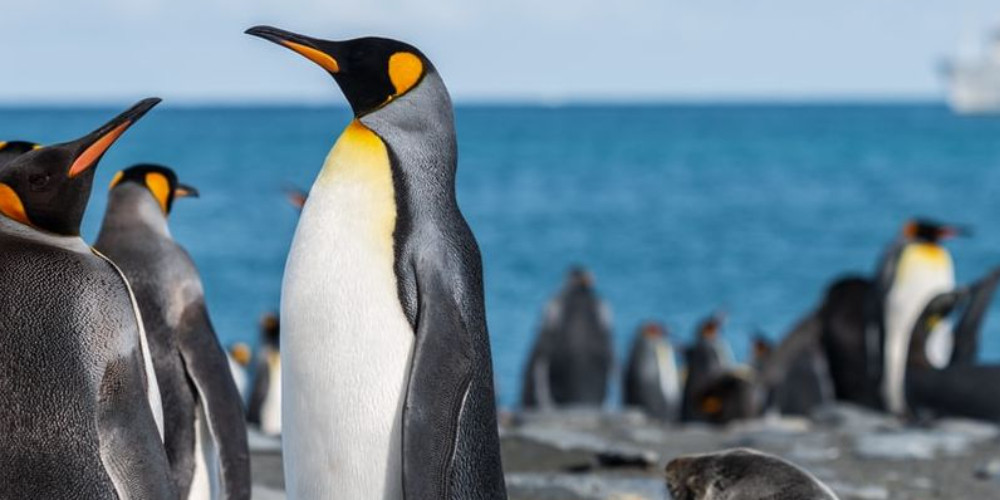 10 reasons why you should travel to South Georgia and the South Sandwich Islands right now