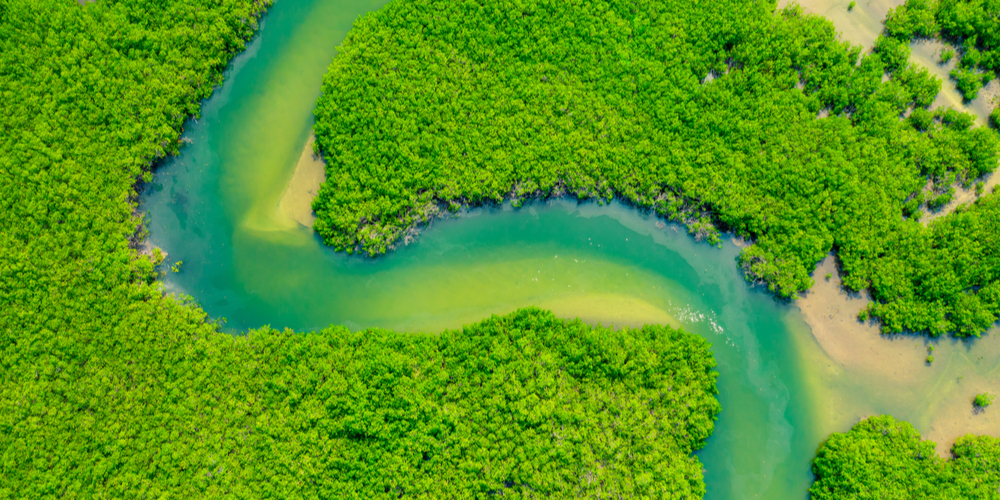 Aerial View of Green Mangrove Forest