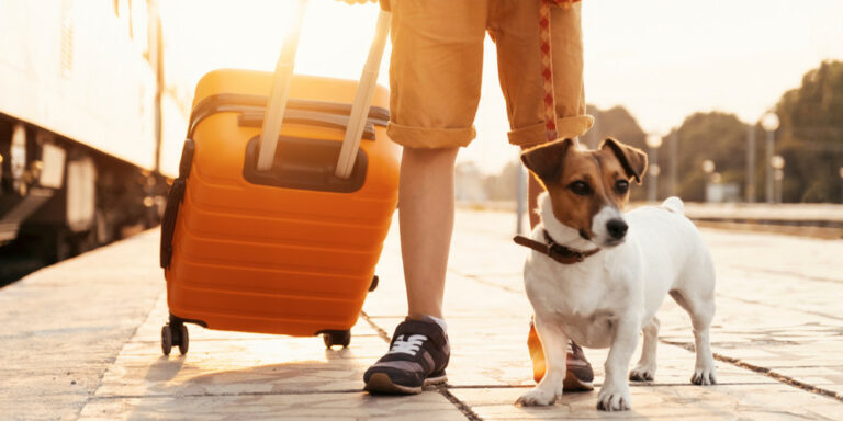 Как путешествовать со своей собакой в поезде (Советы и рекомендации)